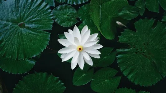 The White Lotus Season 03